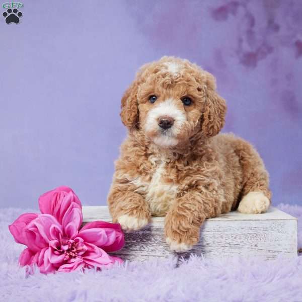 Kinley, Mini Goldendoodle Puppy